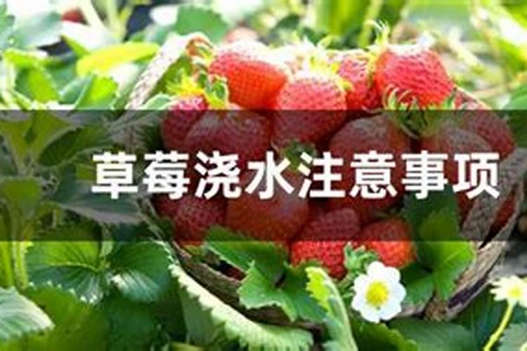 种玉米用尿素二氨钾肥怎么配制的