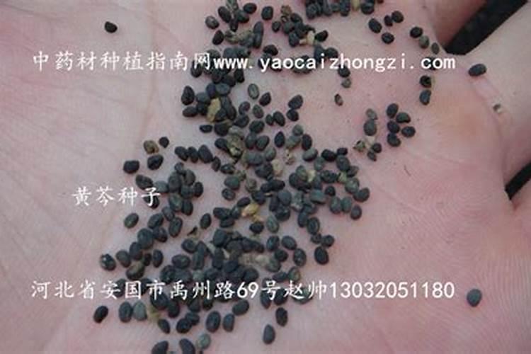 黄芪要如何种植？正确的栽培技术是什么？