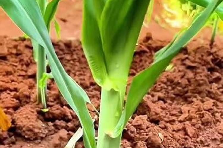 种玉米用什么样肥料好？