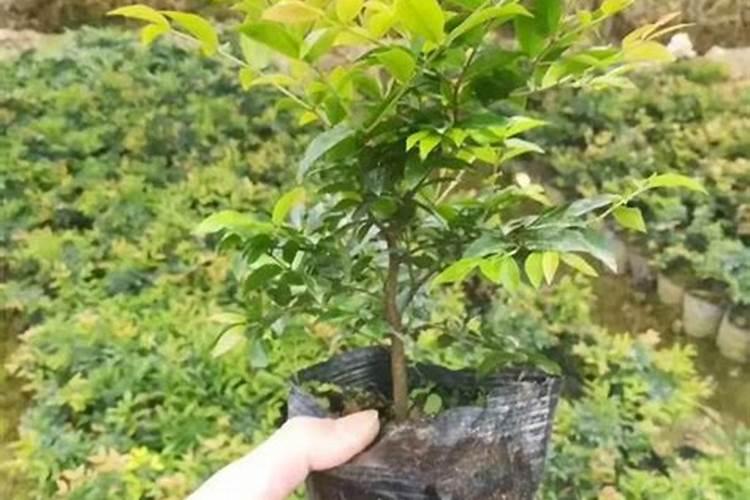 如何种植嘉宝果的正确方法是什么