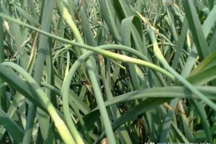 大蒜追肥施什么肥料好？早春大蒜如何管理？大蒜施什么肥蒜头大？