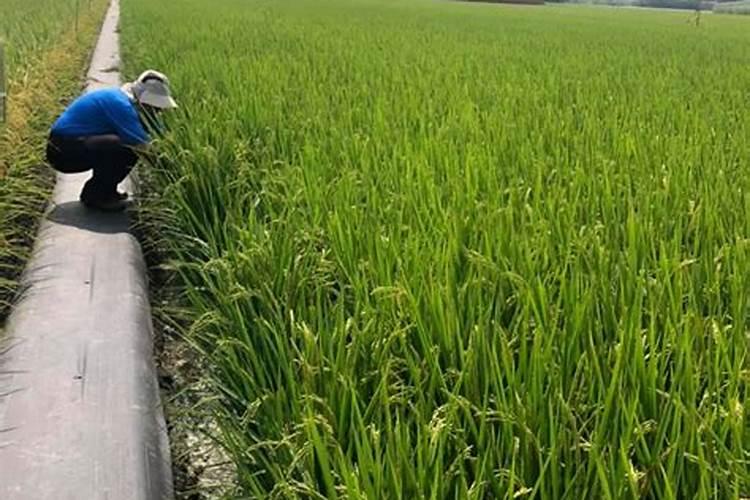 品质时代!苗木秋肥这样施,才恰到好处