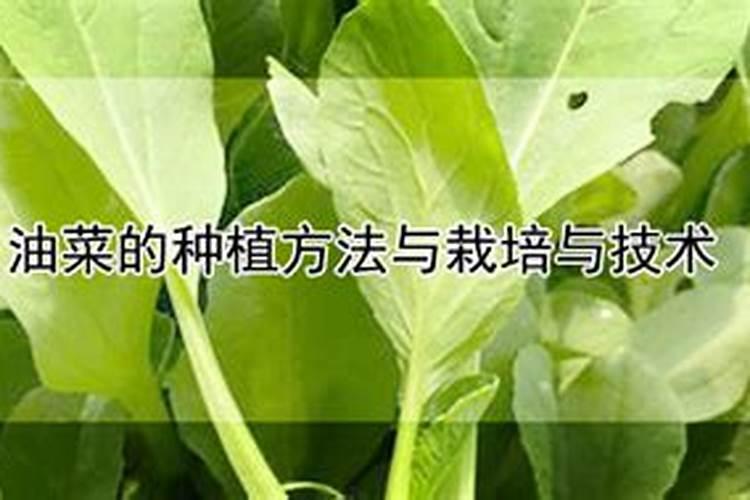 生黄豆沤肥技巧 怎么用黄豆做肥料