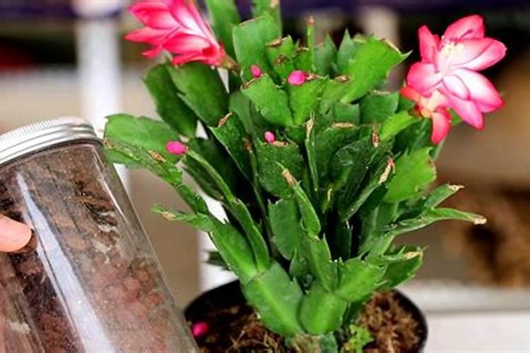 蟹爪兰开花应该用什么肥料 磷钾肥能促进花芽分化