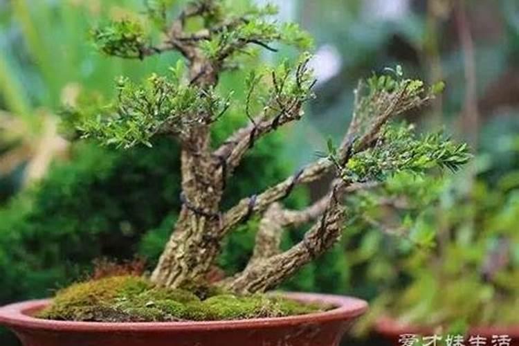 黄杨砍头能发芽吗 帮你如何快速催芽