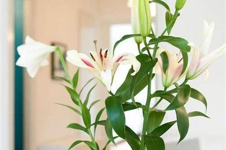百合花怎么施肥