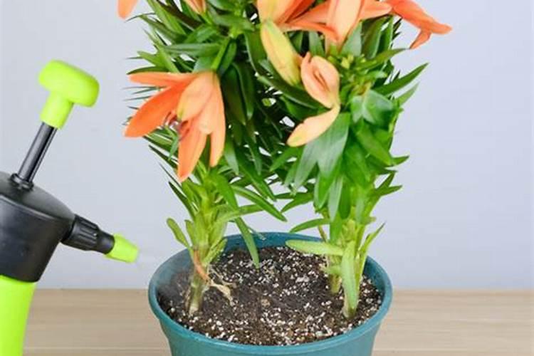 西红柿需要肥料的比例是多少？西红柿后期需要高钾肥？