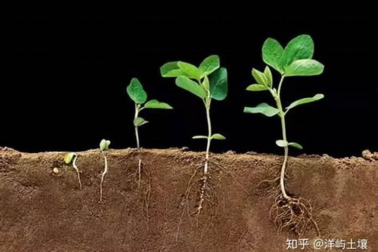 农作物施用硼肥的过程中有哪些误区需要注意的？