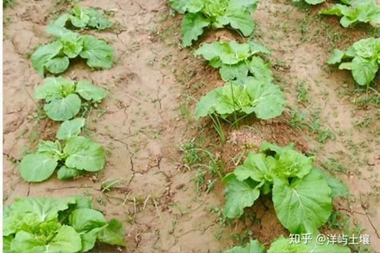 苹果树底肥采取哪种施肥方法好