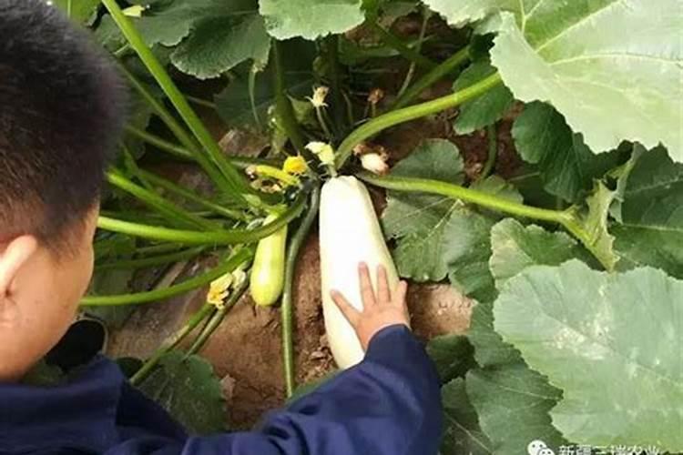 复合肥,氮肥,磷肥,钾肥有什么区别