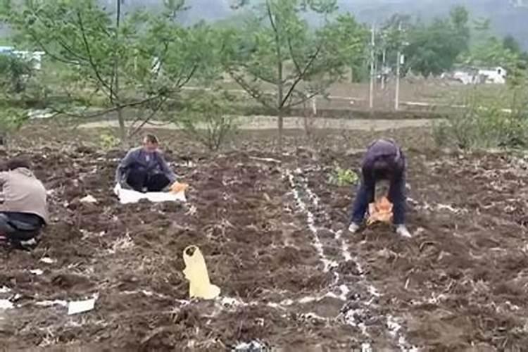种植柑橘,怎样正确的使用肥料才能提高产量？