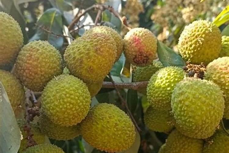 荔枝啥时喷施磷肥呢？