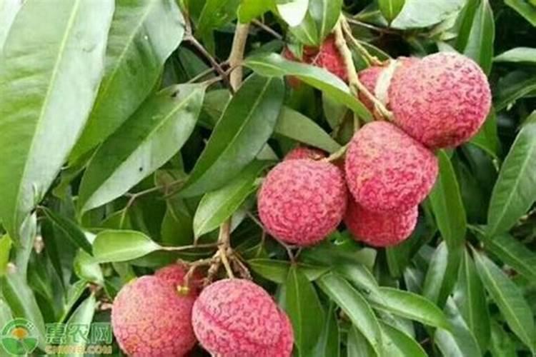 荔枝结果期管理技术 荔枝养殖技巧