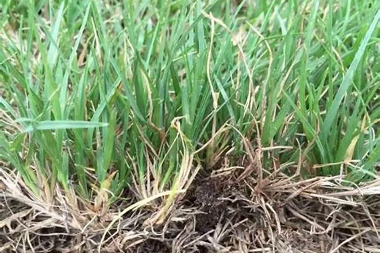 草地早熟禾冬季变黄怎么办