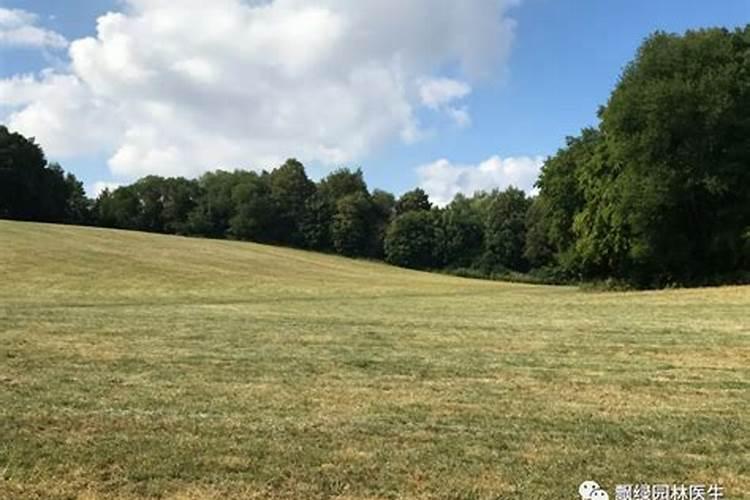 草坪上应该施什么肥