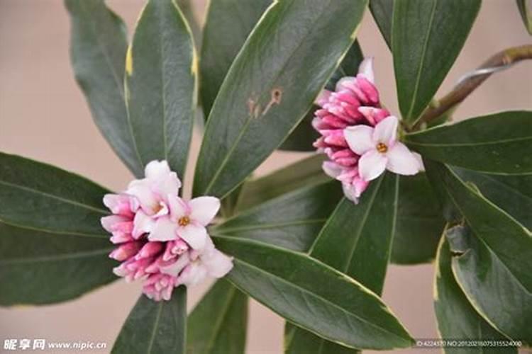 金边瑞香施什么肥最好