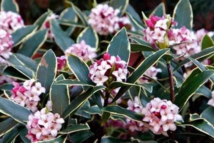 金边瑞香施什么肥？