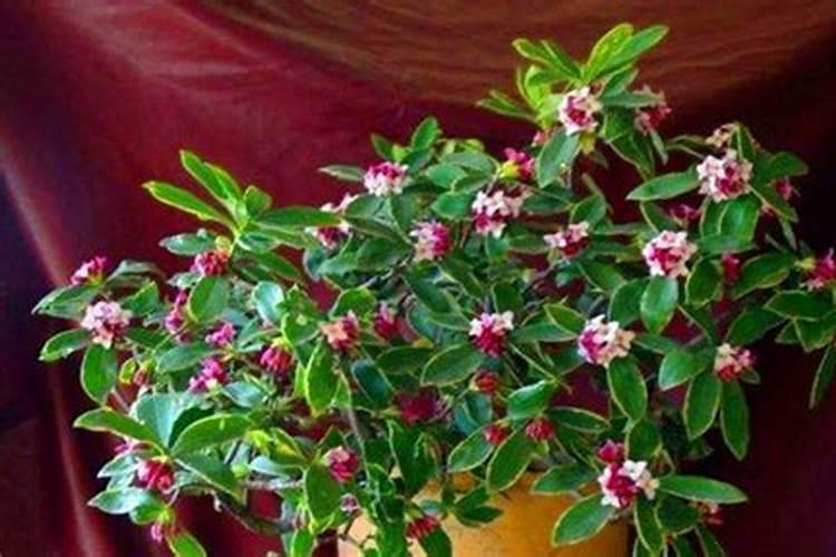 金边瑞香的施肥方法用什么肥料？