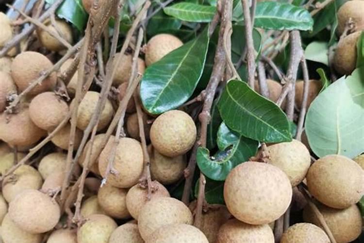 核桃树什么时候浇水,核桃树冬季怎么浇水