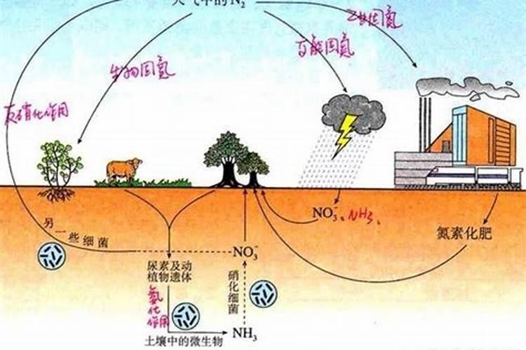 离子氮肥和液体氮肥区别