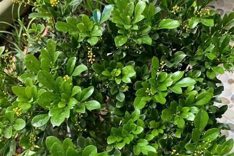 米兰有花苞能喷磷酸二氢钾吗