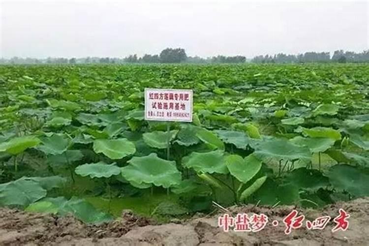 室内养花可以用磷酸二氢钾吗(花卉如何使用磷酸二氢钾)