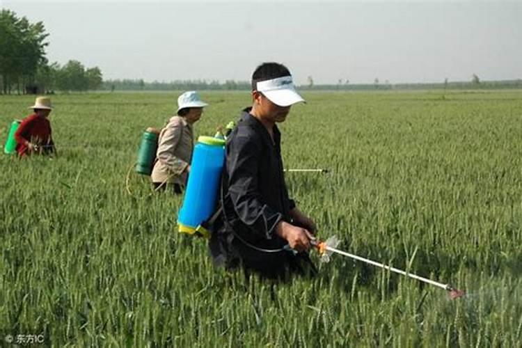 油菜硼肥的最佳使用时期和用量