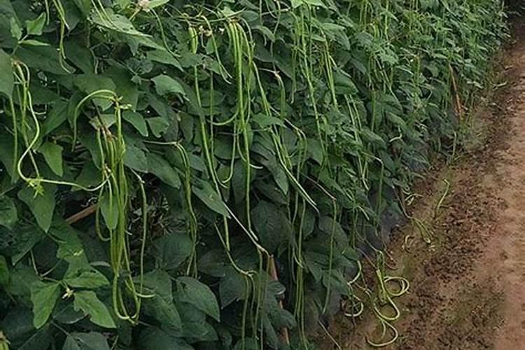 豇豆追肥什么肥料才是高产肥料烧根怎么办