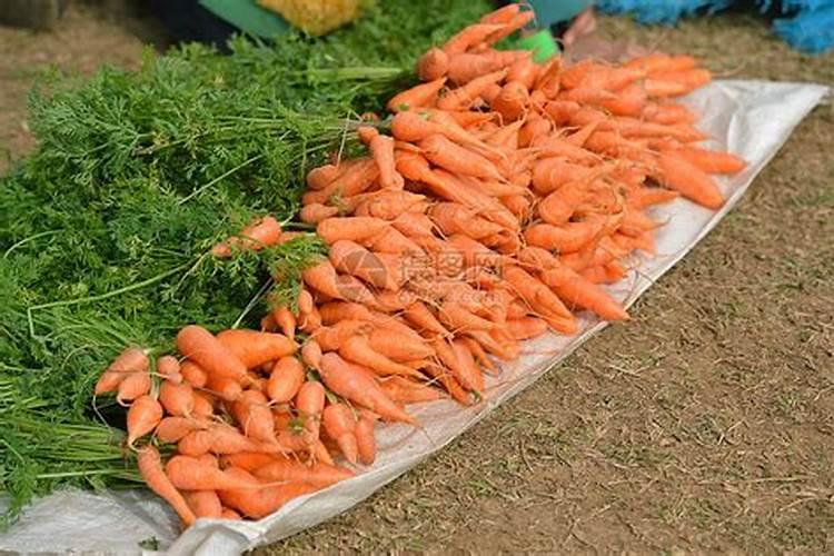 萝卜零下几度必须收获？