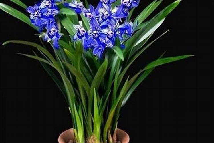 月季花施肥方法怎样给月季花施肥