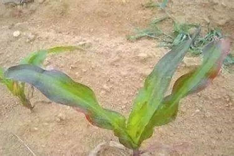 柠檬挂果后需要施什么肥