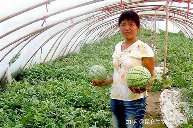 西瓜苗嫁接前可以打叶面肥不