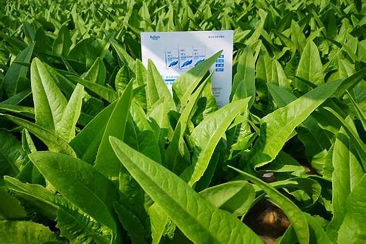 种菜地底肥用什么肥料最好