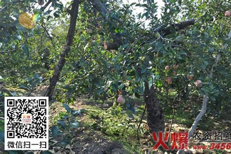 苹果树施什么肥料好？