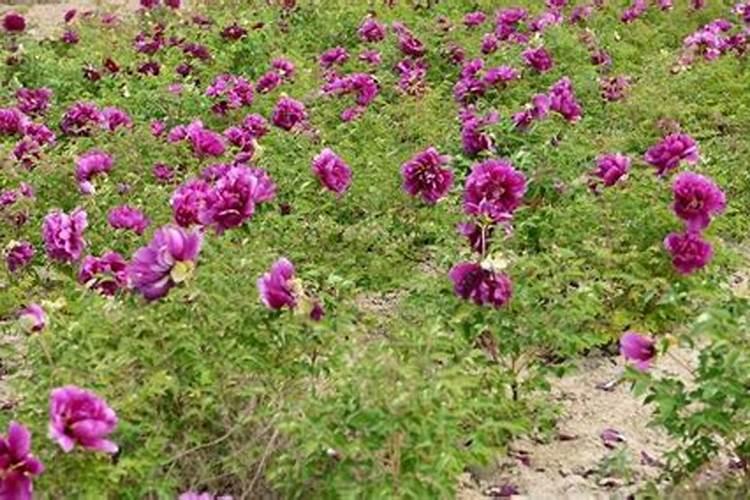 地黄专用壮根叶面肥哪家好？地黄叶面肥什么时候用好？