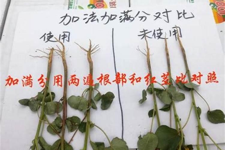 棉花黄萎 枯萎怎么彻底治疗
