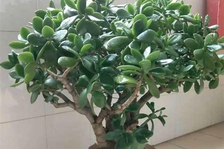 有机质和腐殖质区别