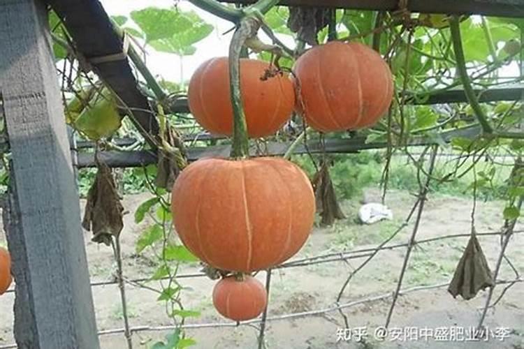 桂花树苗多少钱一棵