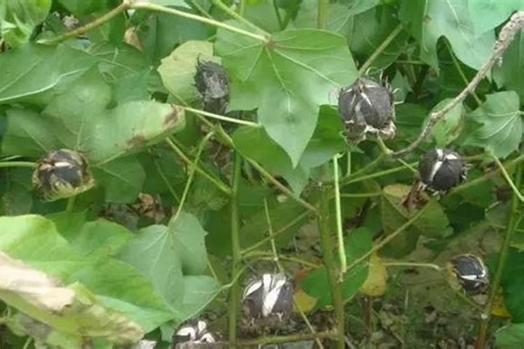 棉花需要什么肥料,棉花施肥技术