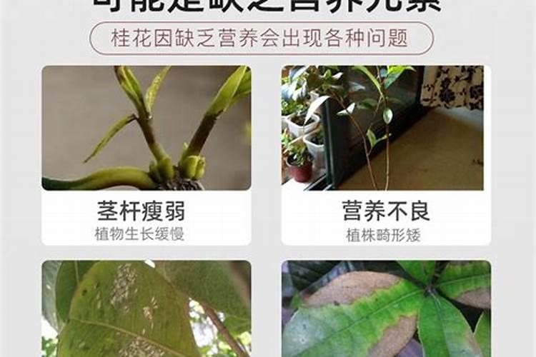 种大葱用什么肥料好