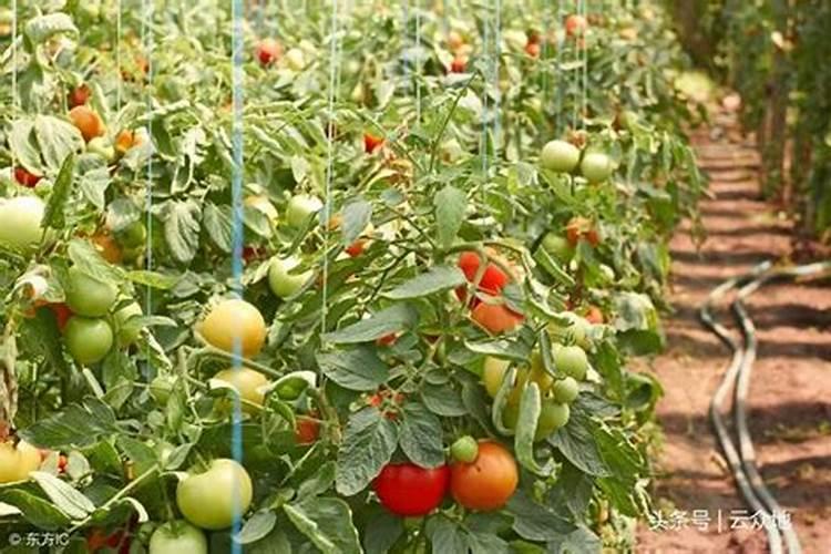 西红柿挂果期打什么叶面肥长的快？西红柿膨大期用哪些肥料好？