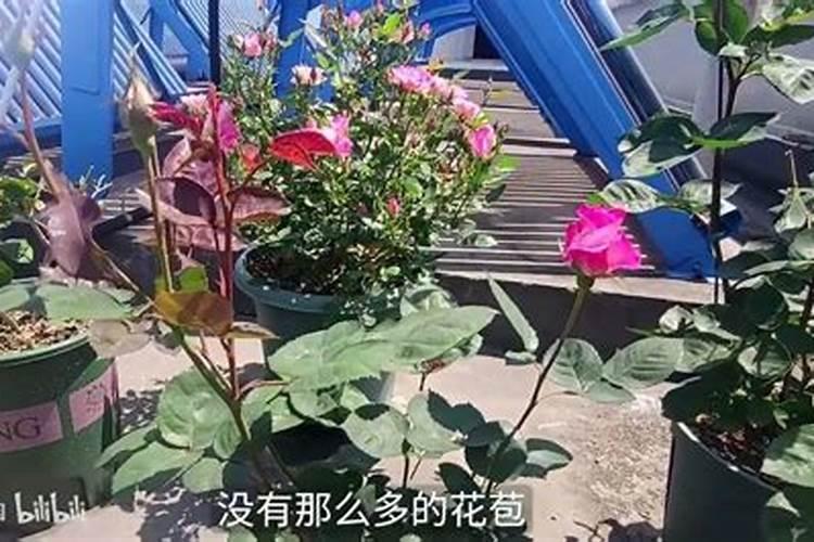 月季长花苞后怎么施肥