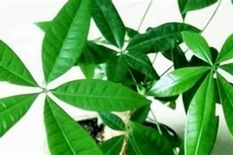 月季花发芽后发焉无法长成叶子是什么原因