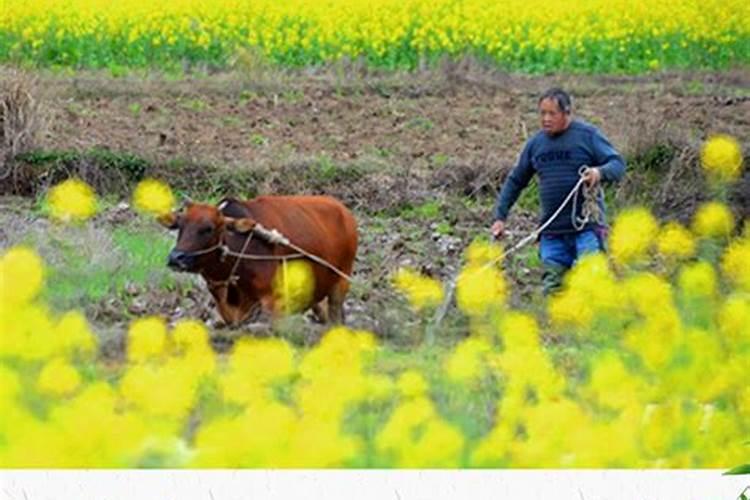 水稻秧苗什么时候施首次肥比较好？