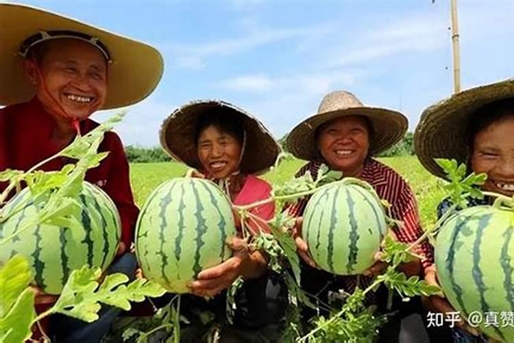 香瓜怎么增甜最快