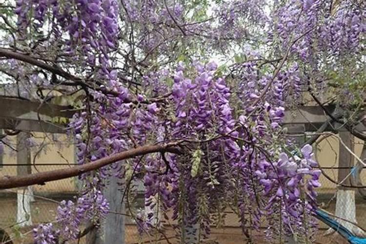 油菜素甾醇概述