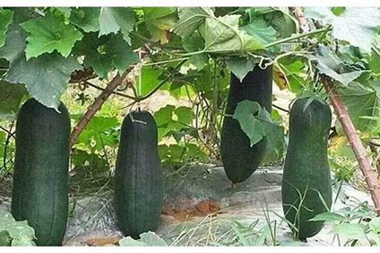 种冬瓜施什么肥好