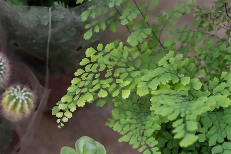 硫酸二氢钾喷叶过量会怎样