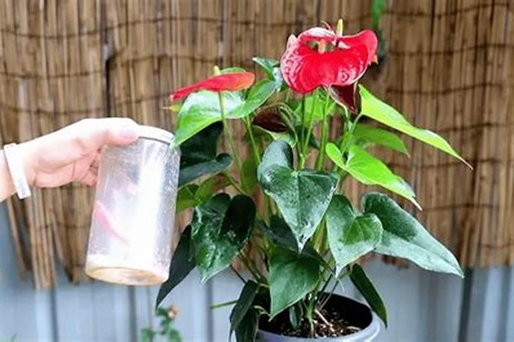 水培红掌怎样才能开花