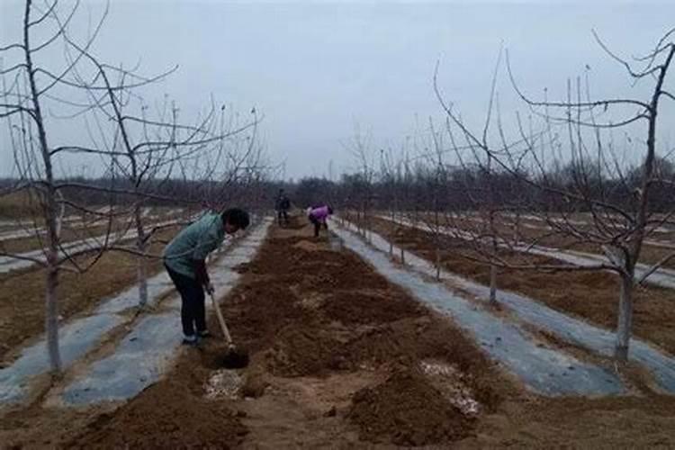 苹果树补钙的叶面肥有哪些苹果树叶面肥一年喷几次都喷什么肥